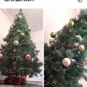 Yolka taze yyl arcasy