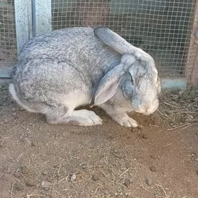 welikan towshan erkegi