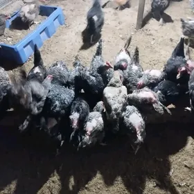 Доминант товук