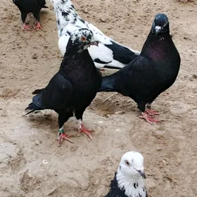 kepderi кепдери голуб