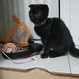 веслаухий кот