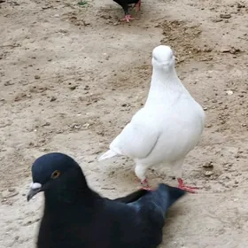 kepderi кепдери голуб