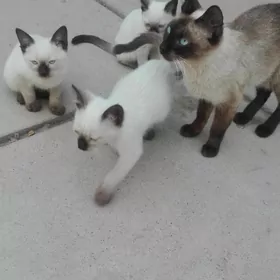 Сиамский кот