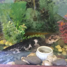 Сом клариус