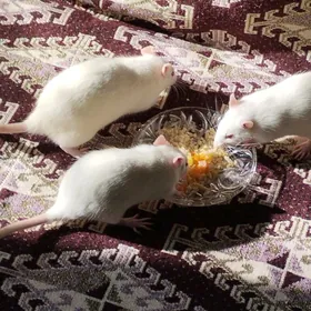 декоративные крысята