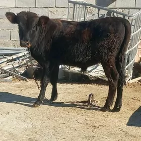 OKÚZ ŞWES TOHIM MAL