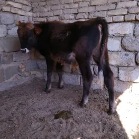 OKÚZ ŞWES TOHIM MAL