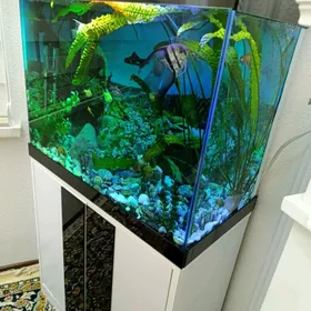Аквариум рыбки