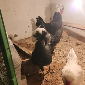 fizan arginal satlyk 1 para