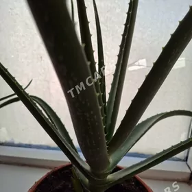 цветы комнатые