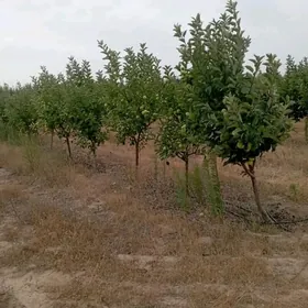 Satlyk ekerançylyk plontasiýa