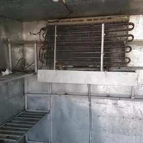 gazel bort  haladynyk