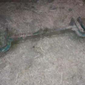 Jon dir azalyn şaýy