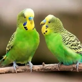 papugay pabugay valnisdy