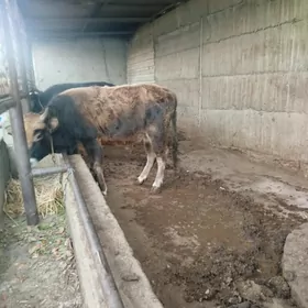 okuz  1.5 yasap gecen