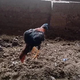 байсов хороз