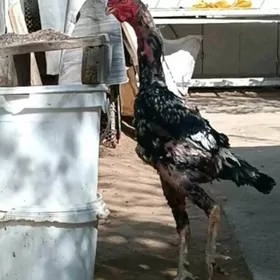 tasgent taskent horaz samo