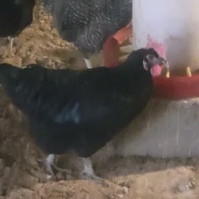 Towuk Atak-s (GARA TOWUKLAR)