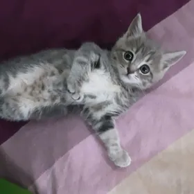 ШОТЛАНДСКИЙ КОТЕНОК