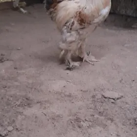 Balgar Horaz gigant paroda