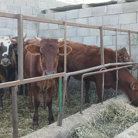 3 sany 2 ÿaşan gysyr tüwe