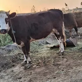 çornyy pyostra yetik