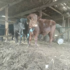 пародны окизлер