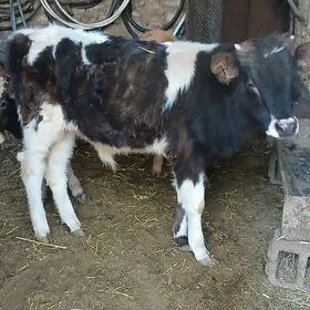 окуз гачарлар