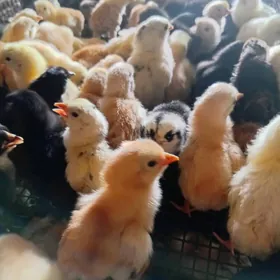 towuk juyje жуже