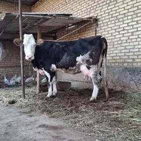 smental saglyk sygyr