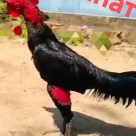 Юмуртгасы Шамо Шаппатларын