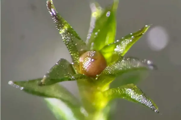 Споры мха пережили девять месяцев в открытом космосе