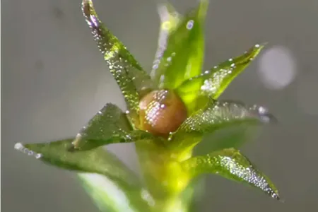 Garaharsaň hatda adatdan daşary kosmos şertlerinde-de ýaşaýşa ukyply bolup çykdy