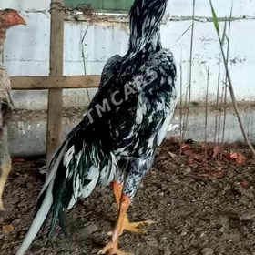 Герман Шамо&ТовукПери