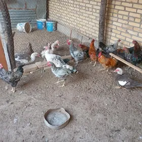 местный хоразлар