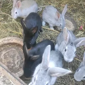 Towşan. pol  welikan