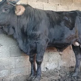 swes howurluk arginal