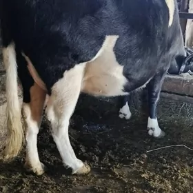 GIBRID AGYR BOGAZ SYGYR