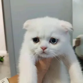 шотландская вислоухая девочка