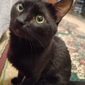 домашний кот