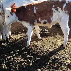 ORGINAL SIMENTAL OKUZCELER