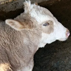 симментал окуз