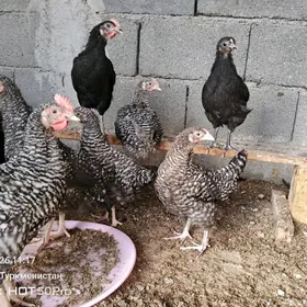 ataks dominat juje towuk