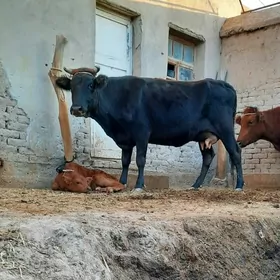 15.LIT SÜÝDLI GÖLELI SYGYR