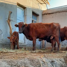 SÜÝDI GOYJA GOLELI SYGYR