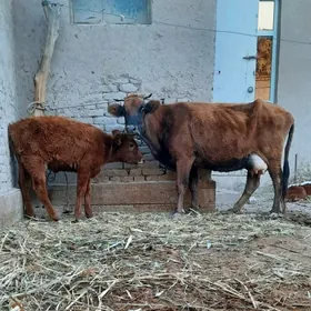 ULY GOLELI GOLELI SYGYR