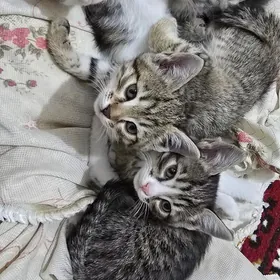 Домашние животные