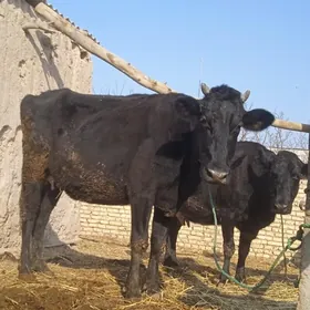 galyşteýin saglyklar