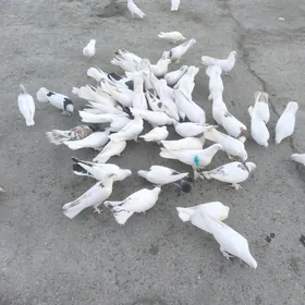 Kepderi Голуби