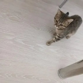 Gyz pisik paroda gosma